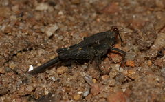 Eucriotettix flavopictus
