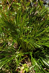Aciphylla multisecta