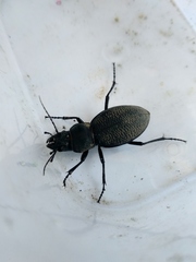 Carabus brandti