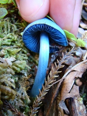Entoloma hochstetteri