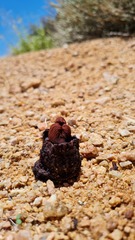 Hydnora africana