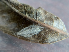Plutella xylostella