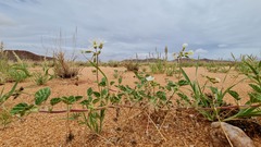 Monsonia parvifolia