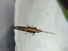Plutella xylostella