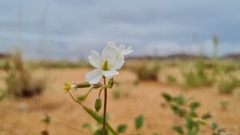 Monsonia parvifolia