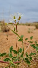 Monsonia parvifolia