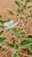 Monsonia parvifolia