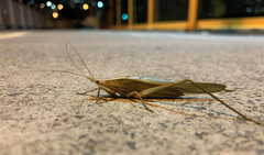 Pseudorhynchus lessonii