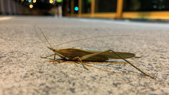 Pseudorhynchus lessonii