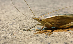 Pseudorhynchus lessonii