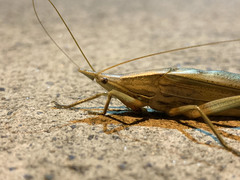 Pseudorhynchus lessonii