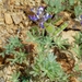 Miniature Lupine - Photo (c) Benjamin J. Dion, some rights reserved (CC BY-NC-SA)
