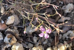 Stenotis asperuloides