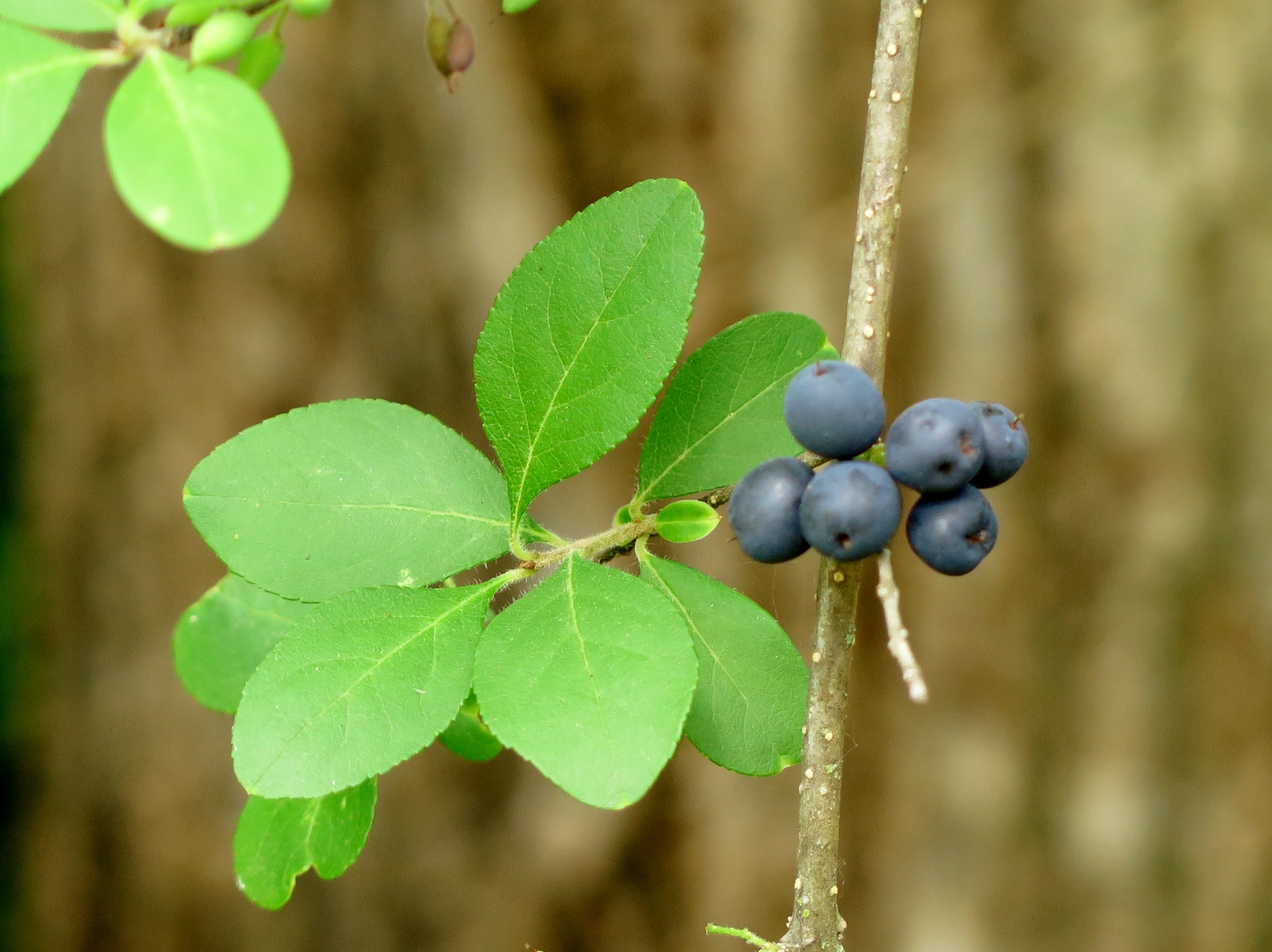 Forestiera pubescens