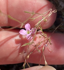 Stenotis asperuloides