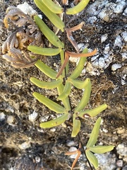 Pellaea ternifolia brandegeei