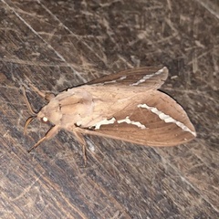 Abantiades argyrosticha