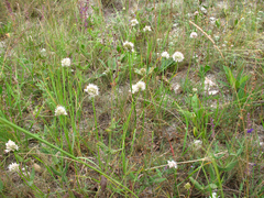 Allium denudatum