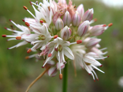 Allium denudatum