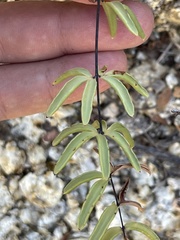 Pellaea ternifolia brandegeei