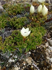 Gentianella decumbens
