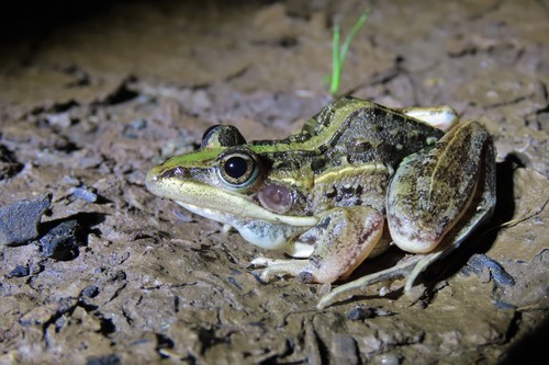 Nile Ridged Frog