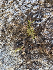 Pellaea ternifolia brandegeei