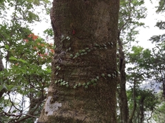 Lemmaphyllum microphyllum