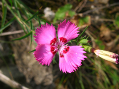 Dianthus caucaseus
