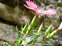 Dianthus caucaseus