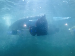 Arapaima