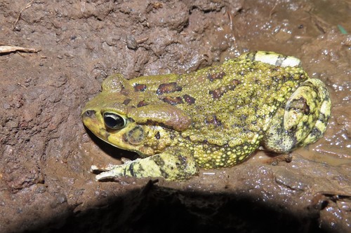 Garman's Toad