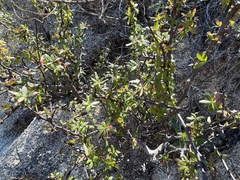 Bursera cerasiifolia