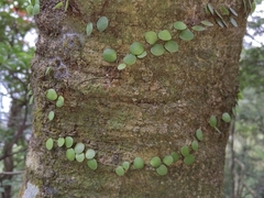 Lemmaphyllum microphyllum