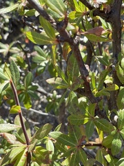 Bursera cerasiifolia