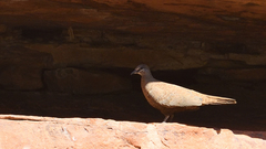 Petrophassa albipennis