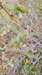 Searsia populifolia