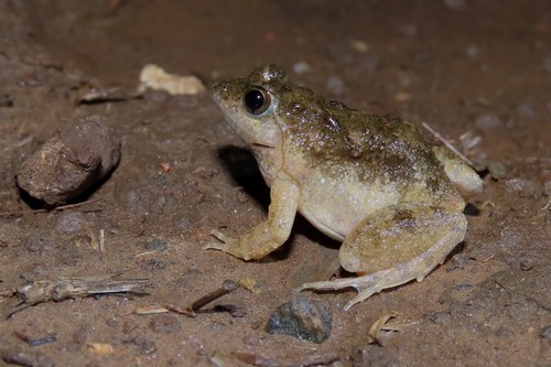 Natal Puddle Frog