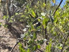 Bernardia lagunensis