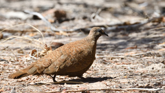 Petrophassa albipennis