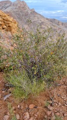 Searsia populifolia