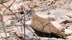 Petrophassa albipennis