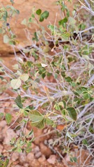 Searsia populifolia