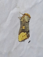 Phalera bucephaloides