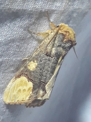 Phalera bucephaloides