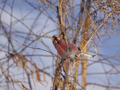 Carpodacus sibiricus