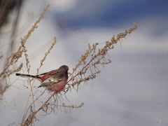 Carpodacus sibiricus