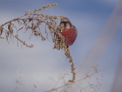 Carpodacus sibiricus