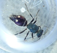 Ephutomorpha bicolorata