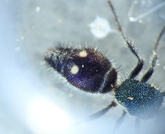 Ephutomorpha bicolorata